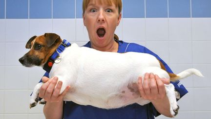 Une infirmi&egrave;re porte un chien ob&egrave;se qui participe &agrave; une comp&eacute;tition de remise en forme d'animaux de compagnie, au Royaume-Uni, le 5 juin 2013. (PDSA / REX FEATURES / SIPA)