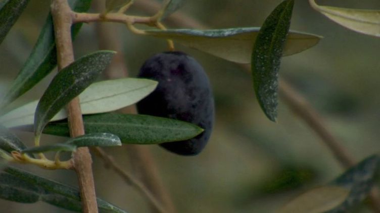 Sécheresse : dans les Alpilles, de l'eau recyclée pour les oliviers