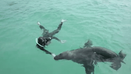 Découverte : plonger avec les lions de mer