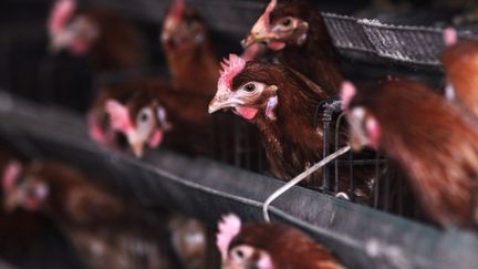 Des poulets en batterie, dans la province du Shandong, en Chine, le 1er avril 2013.&nbsp; (AFP)