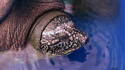 Une tortue "Rafetus swinhoei", capturée et photographiée au Vietnam en octobre 2020, quelques heures avant d'être relâchée dans la nature. (WCS VIETNAM)