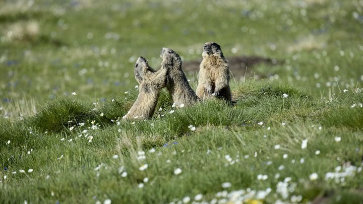 Des marmottes en train de jouer dans le parc national du Mercantour (Alpes-Maritimes), le 20 mars 2024. (ROBERT VALARCHER / BIOSPHOTO / AFP)