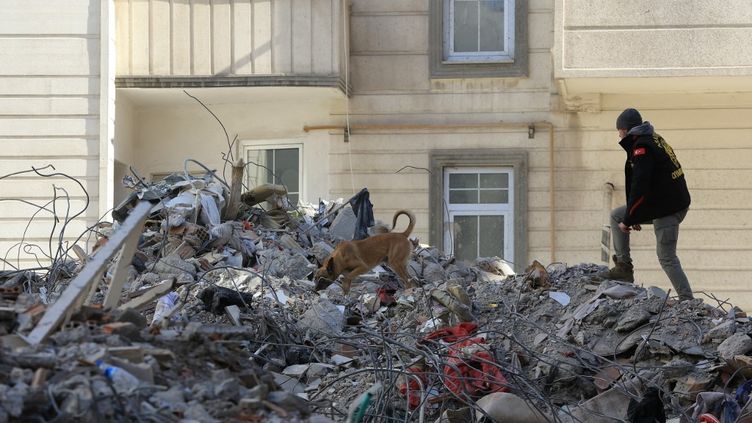 Un sauveteur et son chien tentent de retrouver des survivants dans les décombres à Diyarbakir, en Turquie, le 13 février 2023. (AYDIN ARIK / ANADOLU AGENCY / AFP)