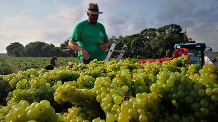 Les vendanges à Cabestany (Pyrénées-Orientales), le 6 août 2019. (NINA VALETTE / RADIO FRANCE)