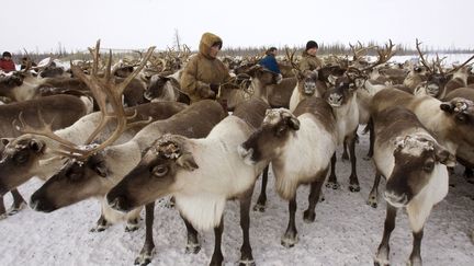 Nord de la Russie : la transhumance après l'hiver des Nenets, des éleveurs de cerfs et de rennes