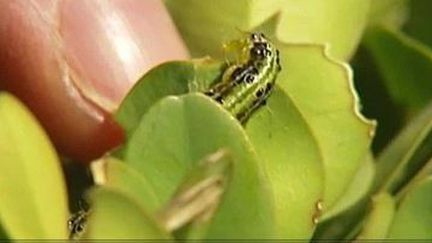 La pyrale du buis envahit les jardins de l'Hexagone