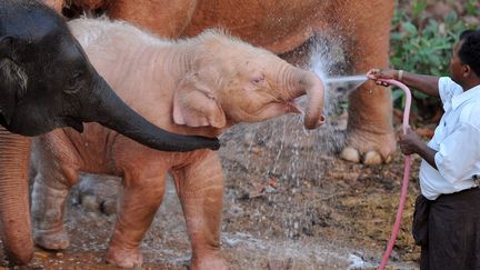 Pause douche pour un &eacute;l&eacute;phanteau blanc n&eacute; &agrave; Naypydaw (Birmanie), le 26 mars 2012. (SOE THAN WIN / AFP)