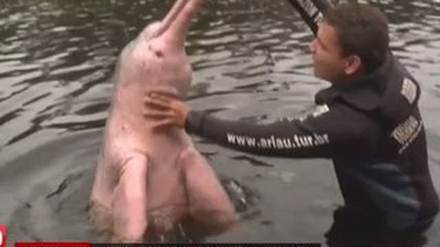 Video Nager Avec Les Dauphins Roses D Eau Douce D Amazonie Une Espece Menacee