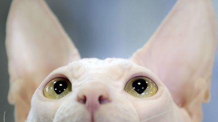 Un sphynx observe le juge lors d'un concours f&eacute;lin &agrave; Bucarest (Roumanie), le 22 avril 2012. (VADIM GHIRDA / AP / SIPA)