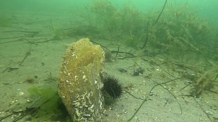 Environnement : les grandes nacres, une espèce menacée en Méditerranée