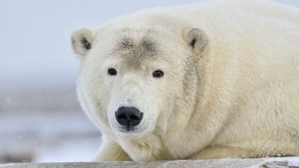 Un ours polaire, esp&egrave;ce menac&eacute;e, en Alaska. (PATRICK KIENTZ / BIOSPHOTO / AFP)