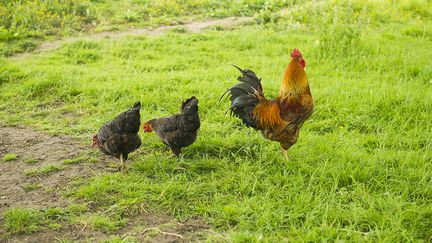 Coq et poules dans la campagne, janvier 2016 (FR?D?RIC CIROU / ALTOPRESS)