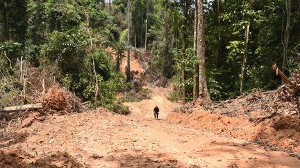 Un agent d'une organisation para-étatique inspecte une zone déforestée de l'Amazonie dans la municipalité de Pacaja au nord du Brésil le 22 septembre 2021. (EVARISTO SA / AFP)