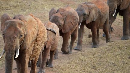 Un troupeau d'éléphants dans le parc national Tsavo Wests au sud-est de Nairobi, au Kenya, l'un des pays les plus touchés par le braconnage.  (Tony Karumba / AFP)