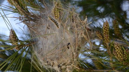 Des&nbsp;chenilles processionnaires&nbsp;dans un pin. (FRANCK PENNANT / MAXPPP)