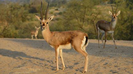 De la viande de gazelles a &eacute;t&eacute; retrouv&eacute;e dans des cong&eacute;lateurs d'un magasin de produits exotiques, dans le 18e arrondissement de Paris, mardi 3 d&eacute;cembre 2013. (BOISVIEUX CHRISTOPHE / HEMIS.FR / AFP)