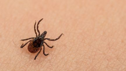 La maladie de Lyme peut se révéler plusieurs mois après la morsure par une tique.