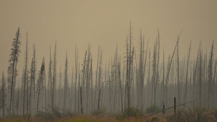 Des pins calcinés dans une forêt de la province de l'Alberta, dans l'ouest du Canada, le 19 août 2018. (ARTUR WIDAK / NURPHOTO / AFP)