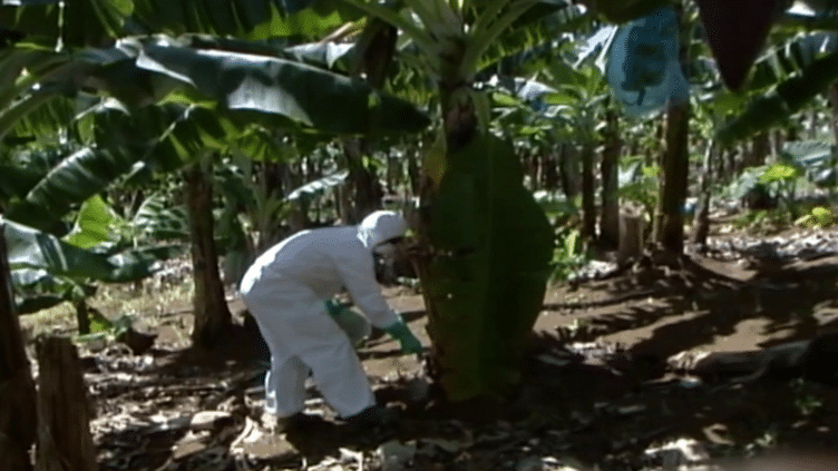 Antilles : après le non-lieu dans l'affaire du chlordécone, les plaignants scandalisés