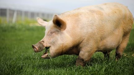 Un cochon dans une ferme en Israël, le 7 mars 2019.&nbsp; (NIR ELIAS / REUTERS)