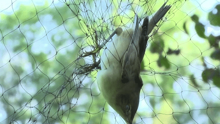 Alsace : opération bagage des oiseaux migrateurs (France 3)