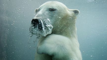 Un ours polaire au zoo de Saint-F&eacute;licien (Qu&eacute;bec), le 31 octobre 2011. (MATHIEU BELANGER / REUTERS)