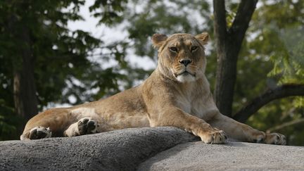 Une lionne au zoo de Vincennes, à Paris, le 3 juillet 2015. (PATRICK KOVARIK / AFP)