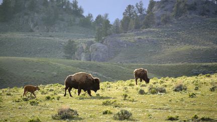 Des bisons dans le parc de Yellowstone (Etats-Unis), le 21 janvier 2014. (PATRICK KIENTZ / BIOSPHOTO / AFP)