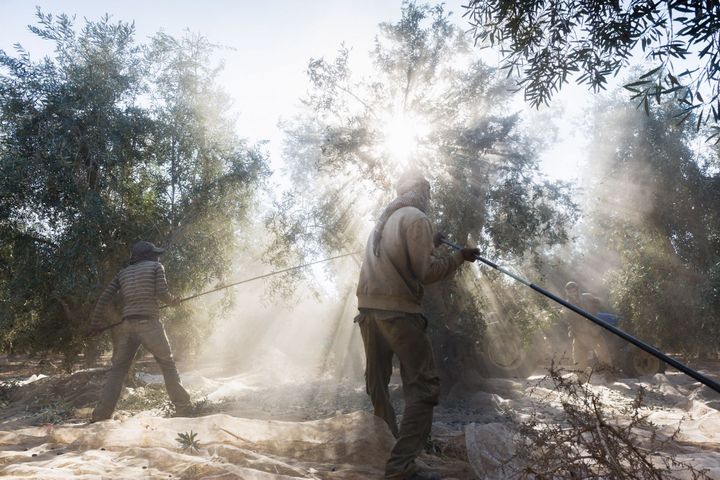 Sigalit Landau  (Israël), Soil Nursing, 2012 
 (Sigalit Landau)