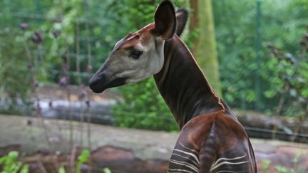 Un okapi, nouveau pensionnaire du zoo de Mulhouse. Le festival de BD Groaaar ! récolte des fonds pour sa préservation.&nbsp; (DAREK SZUSTER / MAXPPP)