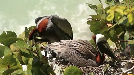 Guadeloupe : les pélicans bruns du Gosier menacés de disparition