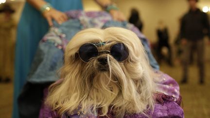 Un shih tzu dans les coulisses d'un d&eacute;fil&eacute; de mode canine organis&eacute;e en marge de la fashion week &agrave; New York (Etats-Unis), le 12 f&eacute;vrier 2015. (JOSHUA LOTT / AFP)