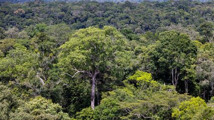 La forêt amazonienne, le 2 janvier 2023 à Manaus (Brésil). (JENS BUTTNER / DPA / AFP)