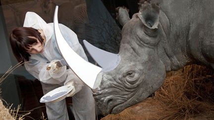 Naturalisation d'un rhinoc&eacute;ros au mus&eacute;e d'histoire naturelle de Berne (Suisse), le 20 d&eacute;cembre 2011. (LISA SCHAEUBLIN / AFP)