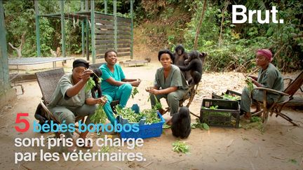 VIDEO. "Lola Ya Bonobo", un sanctuaire naturel dédié à la protection des bonobos (BRUT)