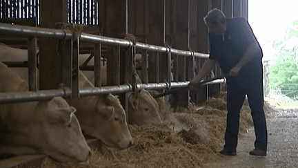 Agriculture : les éleveurs bovins protestent