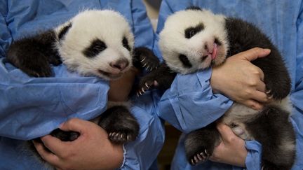 Les deux pandas nés au zoo de Beauval à&nbsp;Saint-Aignan-sur-Cher (Loir-et-Cher), le 2 août 2021. (GUILLAUME SOUVANT / AFP)