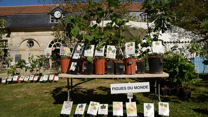 La pépinière Figues du monde sera présente à la Fête des plantes de Saint-Jean de Beauregard, dans l'Essonne, du 30 mars au 2 avril.&nbsp; (ISABELLE MORAND / RADIO FRANCE / FRANCE INFO)