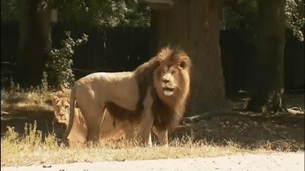 Vol au dessus des lions