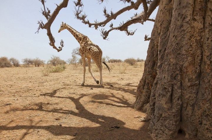 Les girafes de Kouré sont connues pour être les dernières girafes d'Afrique de l'Ouest après la sécheresse des années 70. Photo prise en 2016.
 (Thierry Bresillon / Godong / Leemage)