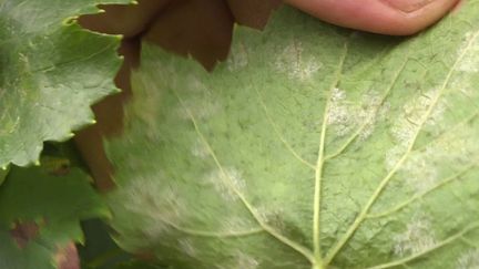 Dans le Jura, après les importantes pluies de printemps, les vignerons prévoient une perte moyenne de 30% de leur production en raison du mildiou. (France 2)