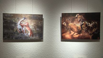 Clichésde l'exposition&nbsp;&nbsp;"Wildlife photographer of the year"&nbsp; (A. Wernert / France Télévisions)