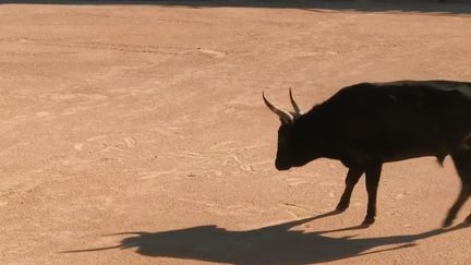 Le taureau de Camargue, roi des arènes