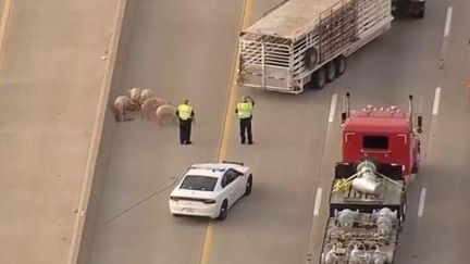 Un camion rempli de cochons se renverse sur une autoroute du Texas