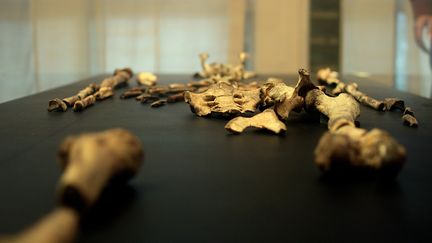 Les fossiles de "Lucy" au mus&eacute;e nationale d'Addis-Abeba en Ethiopie, le 7 mai 2013. (JENNY VAUGHAN / AFP)