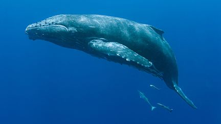 Une baleine à bosse, photographiée dans les eaux des Tonga, le 24 décembre 2009. (MAXPPP)