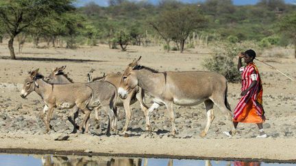 Un Masaï et ses ânes sur les bords du lac Magadi au Kenya. (Michel et Christine Denis-Huot / Biosphoto)