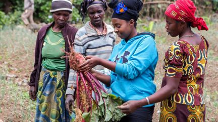 Dans une ferme de Rubavu, au nord-ouest du Rwanda, l'heure est à la récolte des tubercules. La jeune entrepreneure est présente à tous les stades de la production de son vin de betterave. Ici, elle examine un échantillon pour s'assurer de sa qualité. (Jean BIZIMANA / REUTERS)