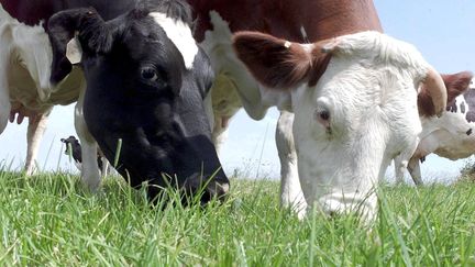 &nbsp; (Un non-lieu dans l'affaire de la vache folle © Maxppp)