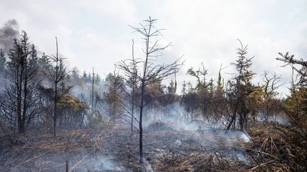 Des flammes ravagent les monts d'Arrée (Finistère), le 19 juillet 2022.
 (OLIVIER THEBAUD / HANS LUCAS / AFP)